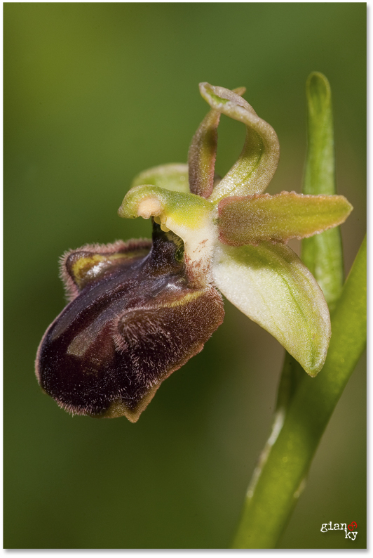 ophris sphegodes